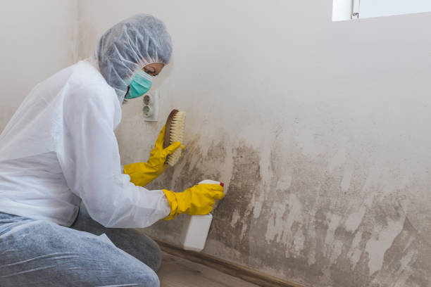 Best Emergency Mold Remediation in Sharon, TN