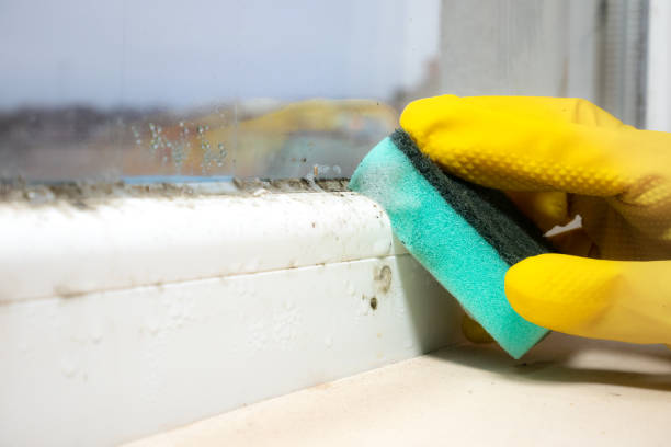 Best Health and Safety Mold Remediation in Sharon, TN